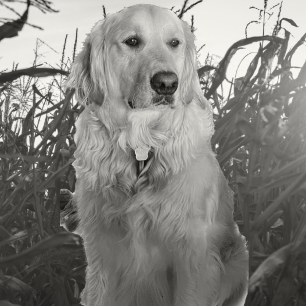 Meet your Posher, Sarah & Marley (Golden Retriever)